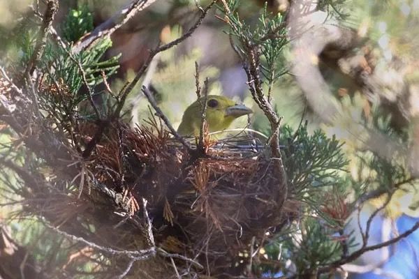 Image from https://forestry.com/animals/birds/scarlet-tanager/ and used with permission from Matt Longley of Forestry.com